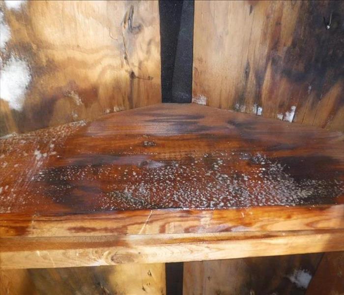 Mold in an attic in Jackson New Jersey on the wood